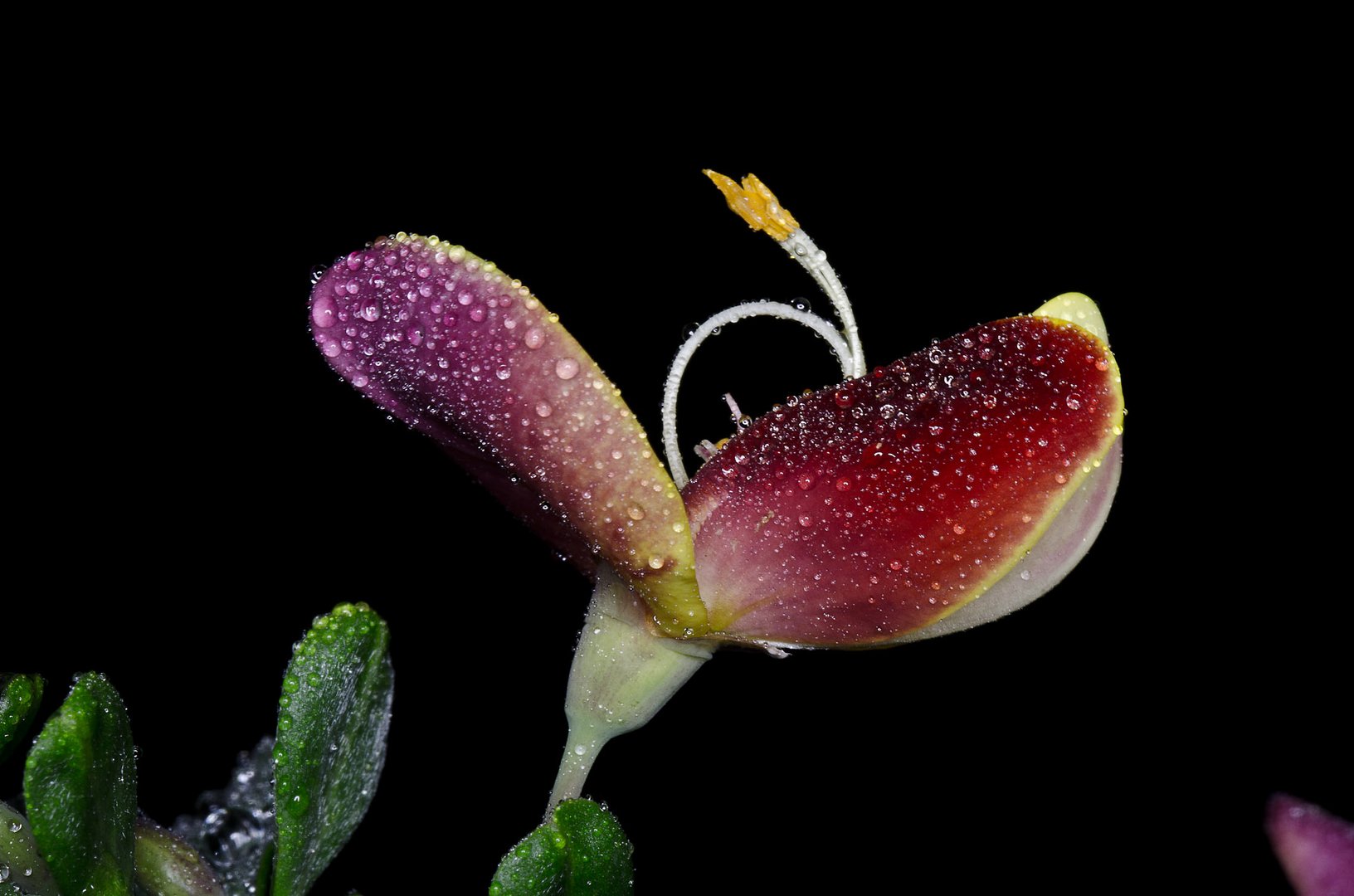 Blüte roter Ginster