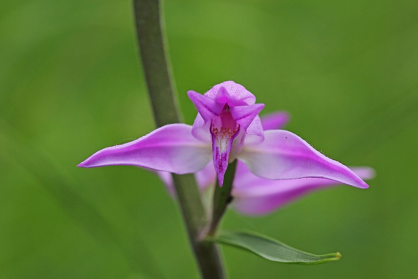 Blüte Rotes Waldvöglein (Cephalanthera rubra)