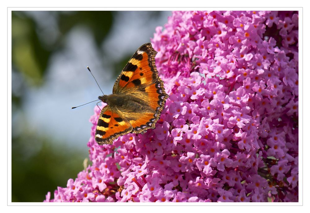 Blüte Schmetterlingsbaum mit ......