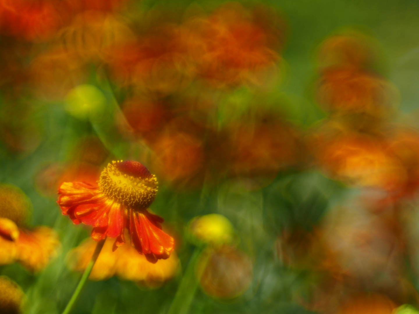 Blüte (Sonnenbraut - Helenium elegans?)