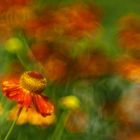 Blüte (Sonnenbraut - Helenium elegans?)