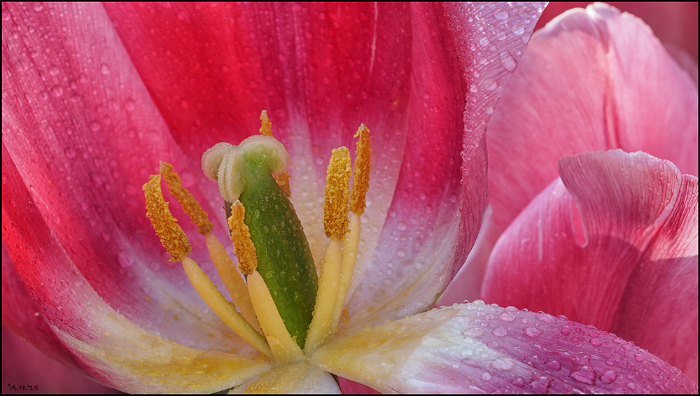 Blüte, Stempel,Tropfen und Sonne