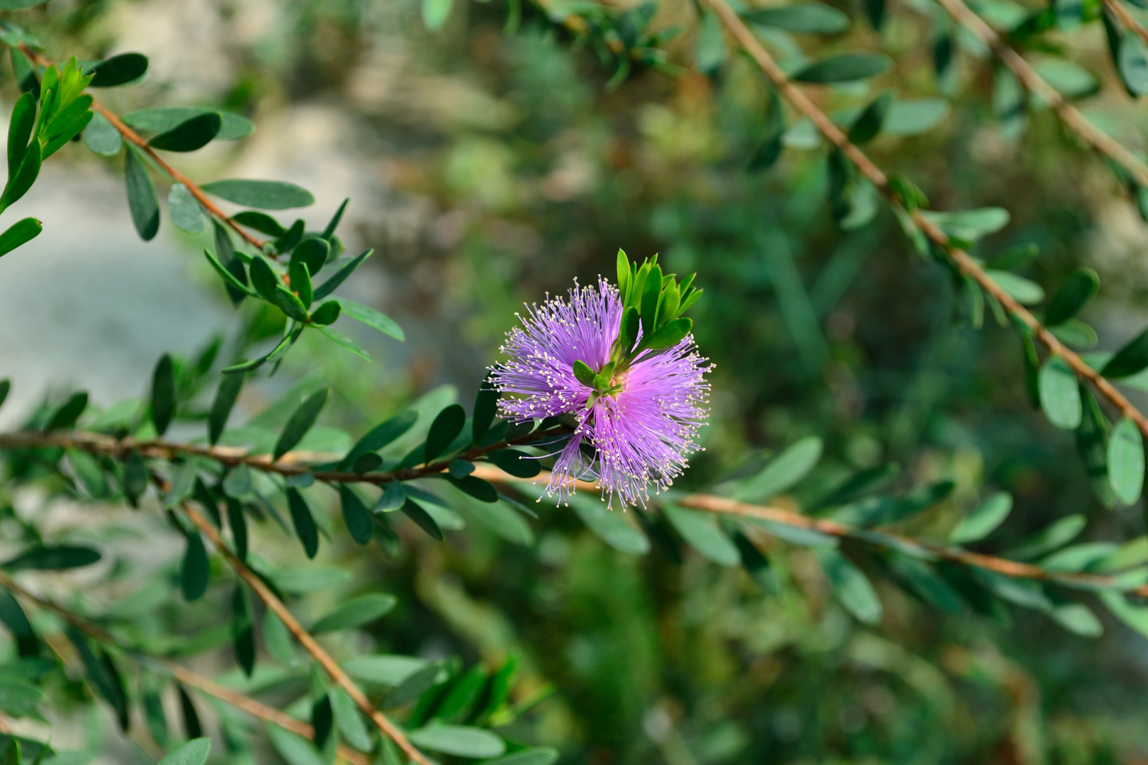 Blüte (Stuttgarter Zoo)