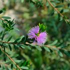 Blüte (Stuttgarter Zoo)