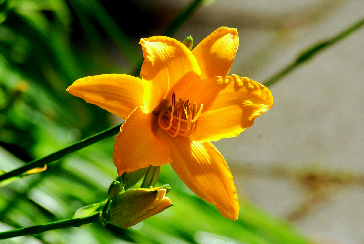 Blüte,  Taglilie  /  Iris