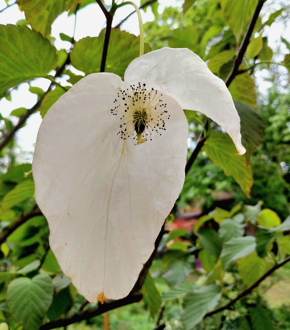 Blüte Taschentuchbaum