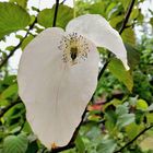 Blüte Taschentuchbaum