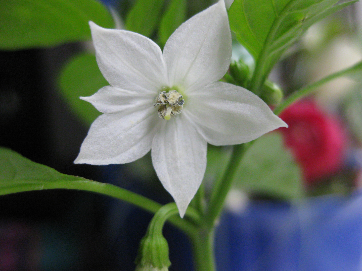 Blüte Thai Pepperoni von Meyvelitepe