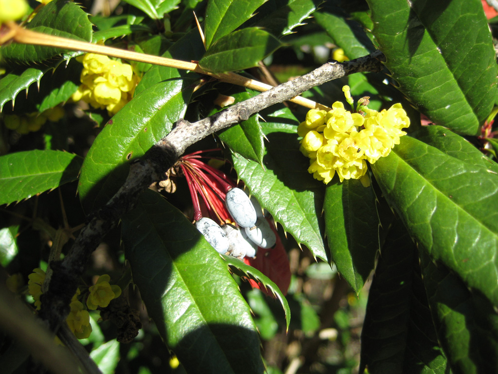 Blüte trifft Beere