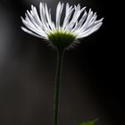 Blüte trifft Sonnenstrahl