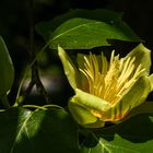 Blüte Tulpenbaum