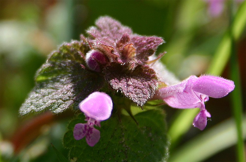 Blüte überall...