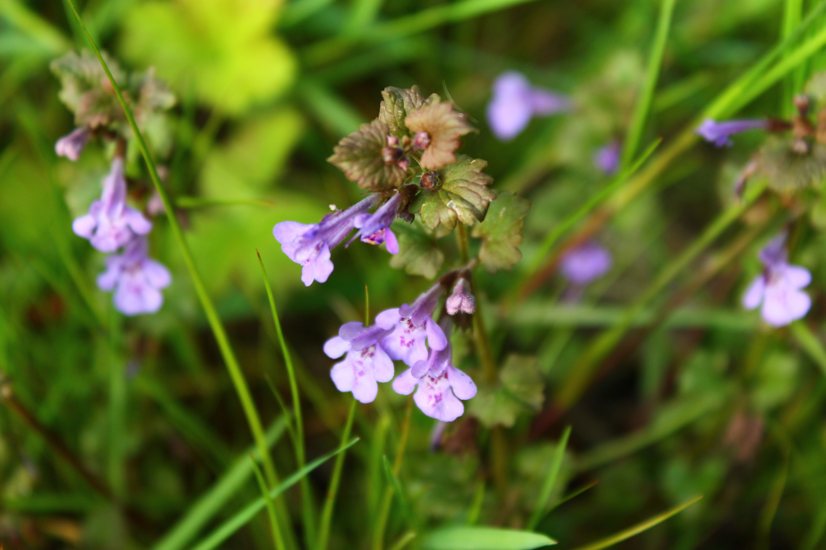 Blüte unbekannt