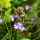 Blüte unbekannt