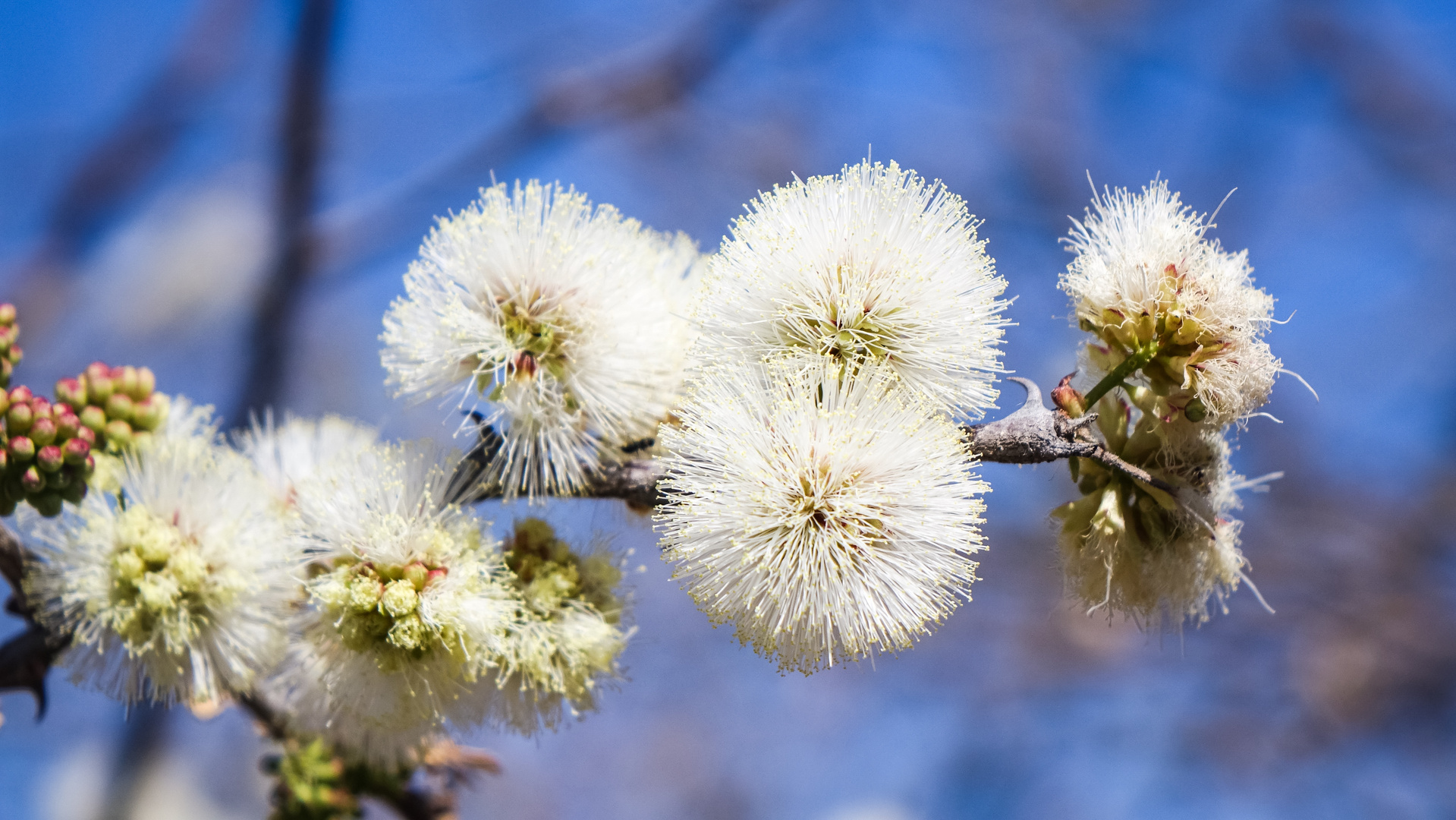 Blüte unbekannt