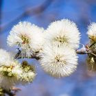 Blüte unbekannt