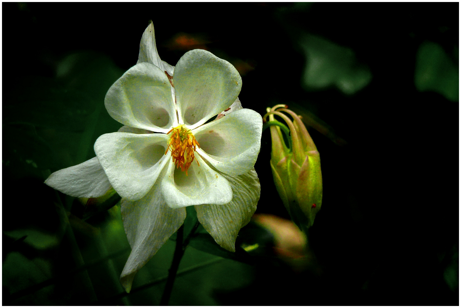 Blüte (unbekannt aber schön)