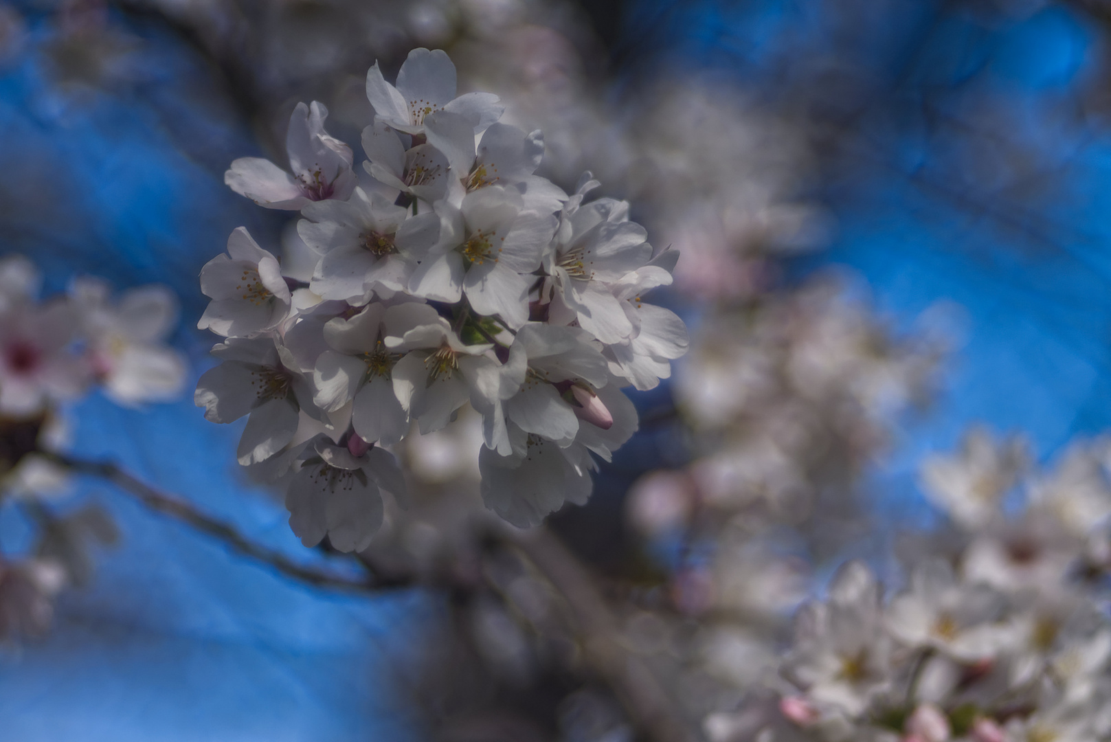 Blüte und Altglas #2