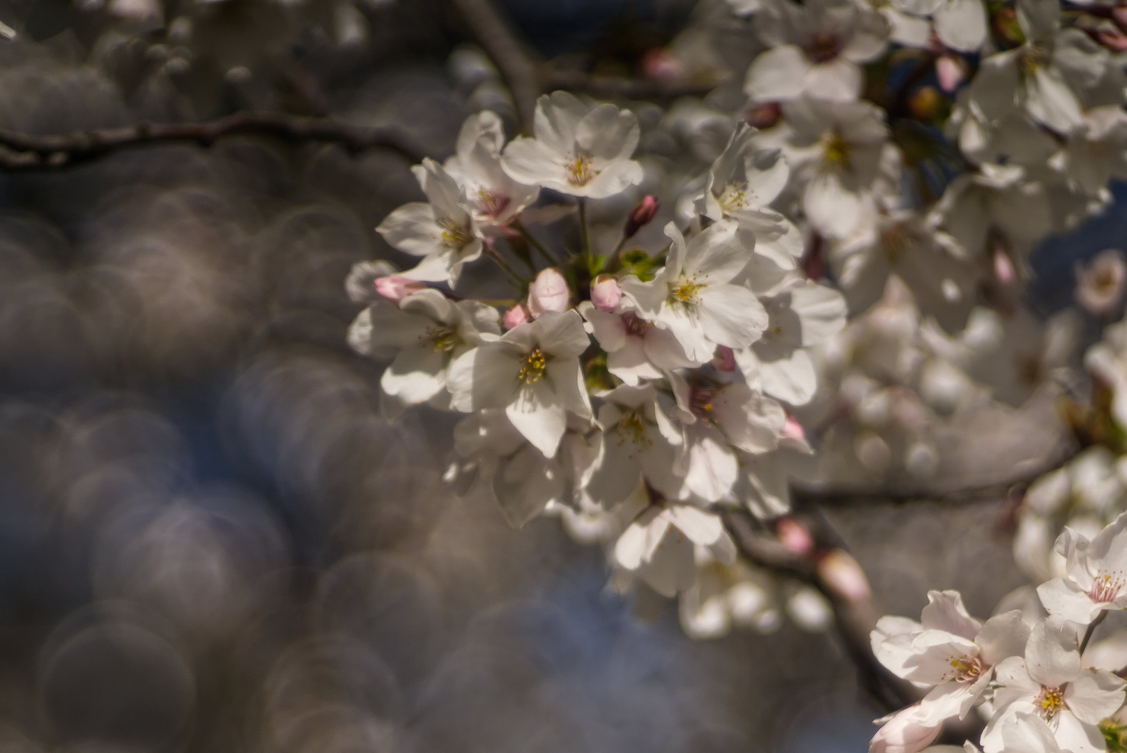 Blüte und Altglas