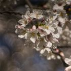 Blüte und Altglas