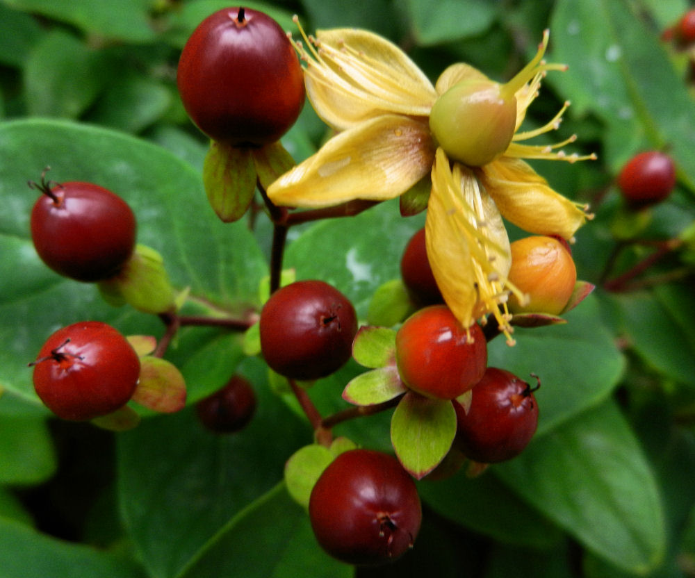 Blüte und Beeren