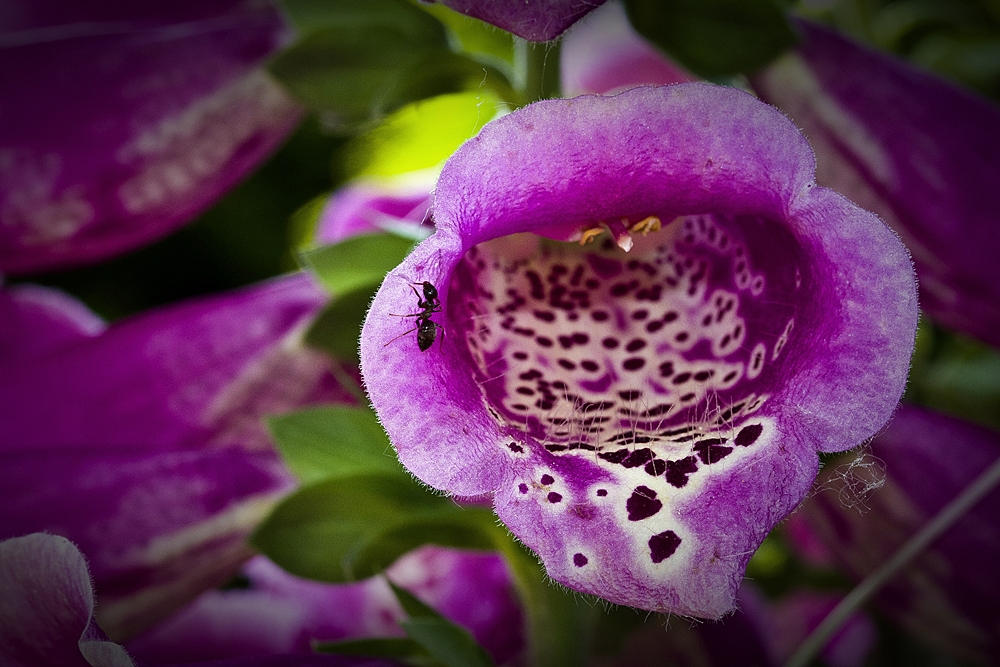 Blüte und Besucher