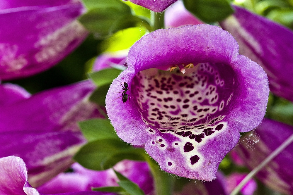 Blüte und Besucher II