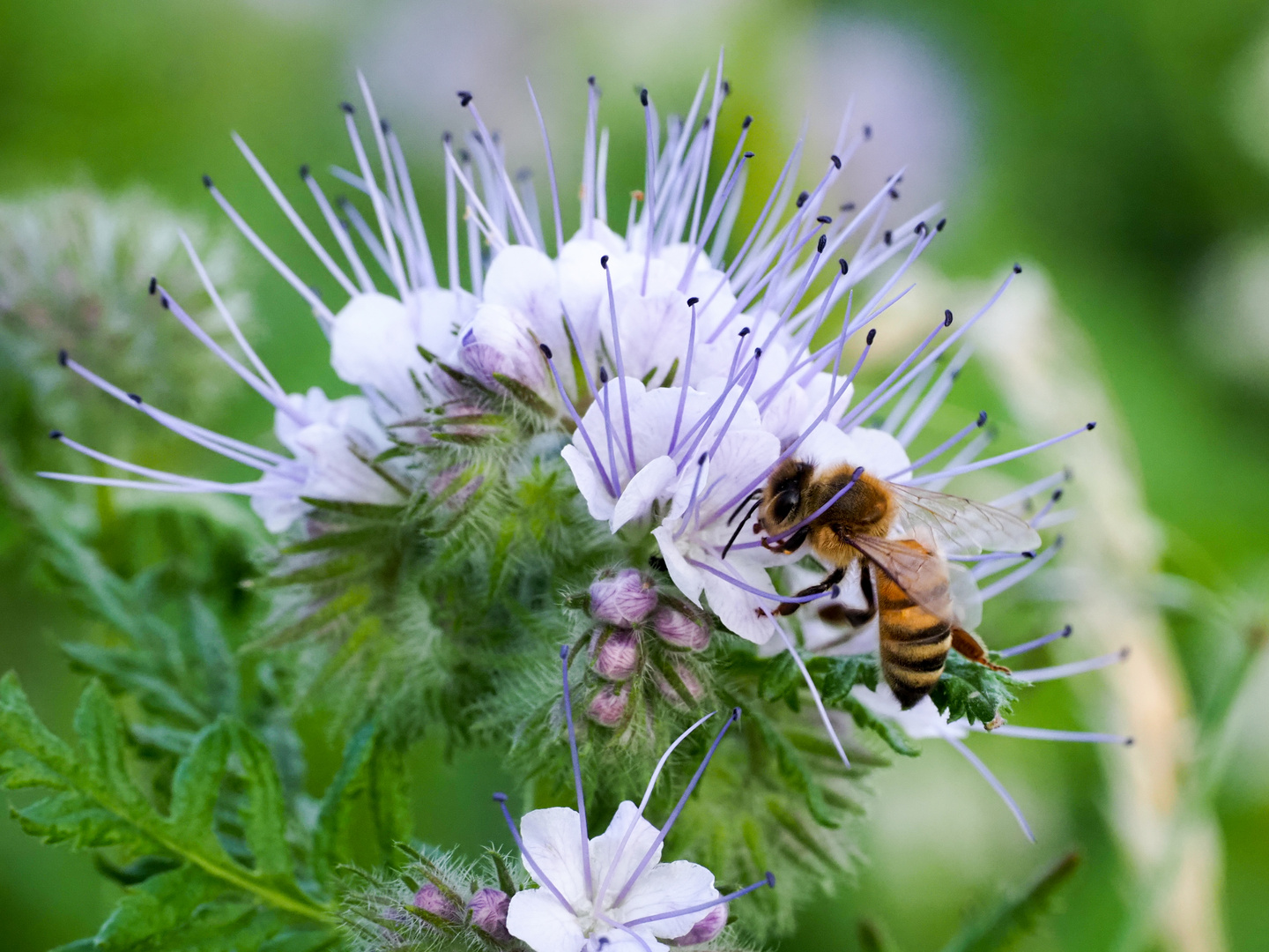 Blüte und Biene