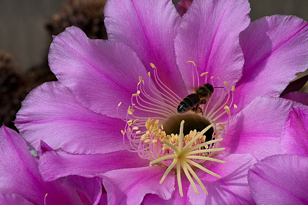 Blüte und Biene