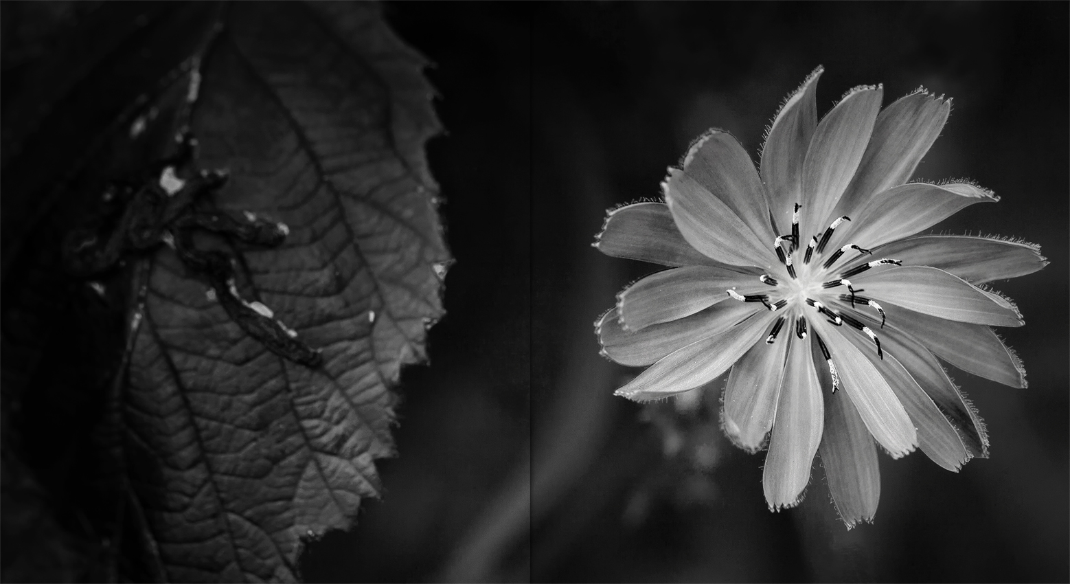 Blüte und Blatt