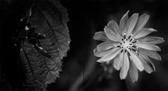 Blüte und Blatt