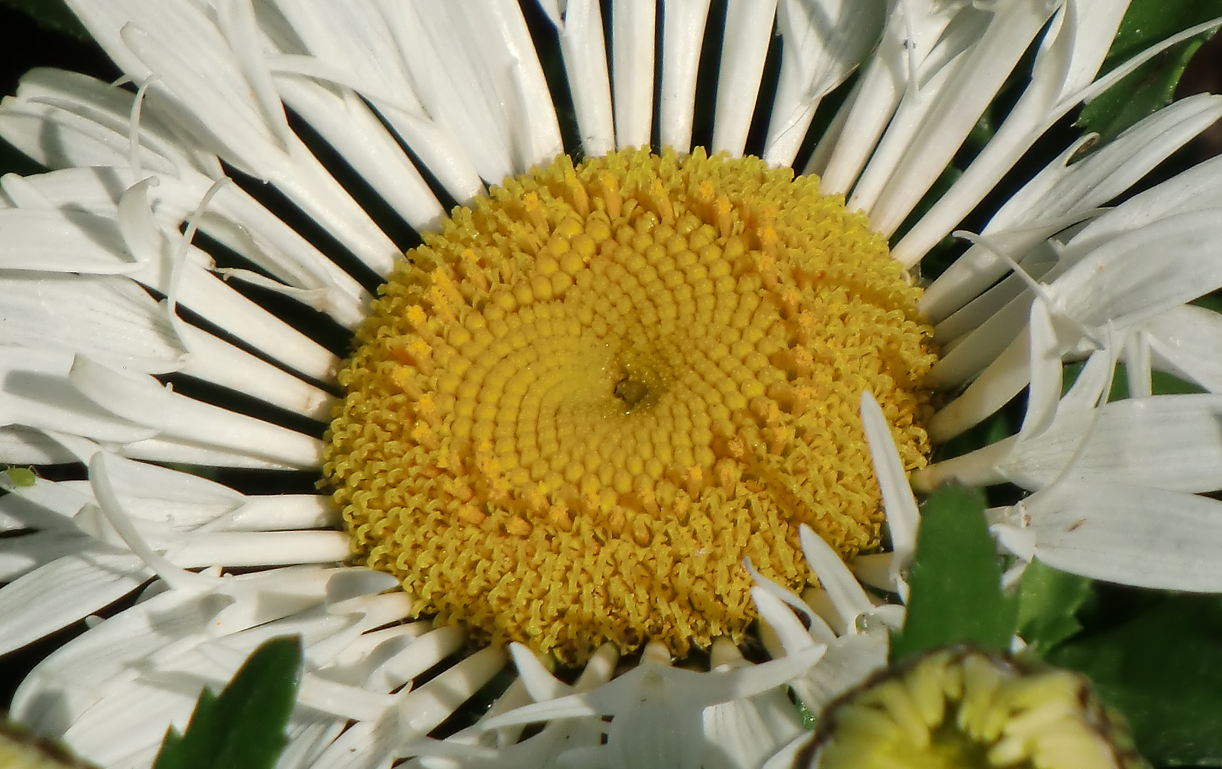 Blüte und Blattlaus