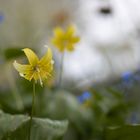 Blüte und Bokeh