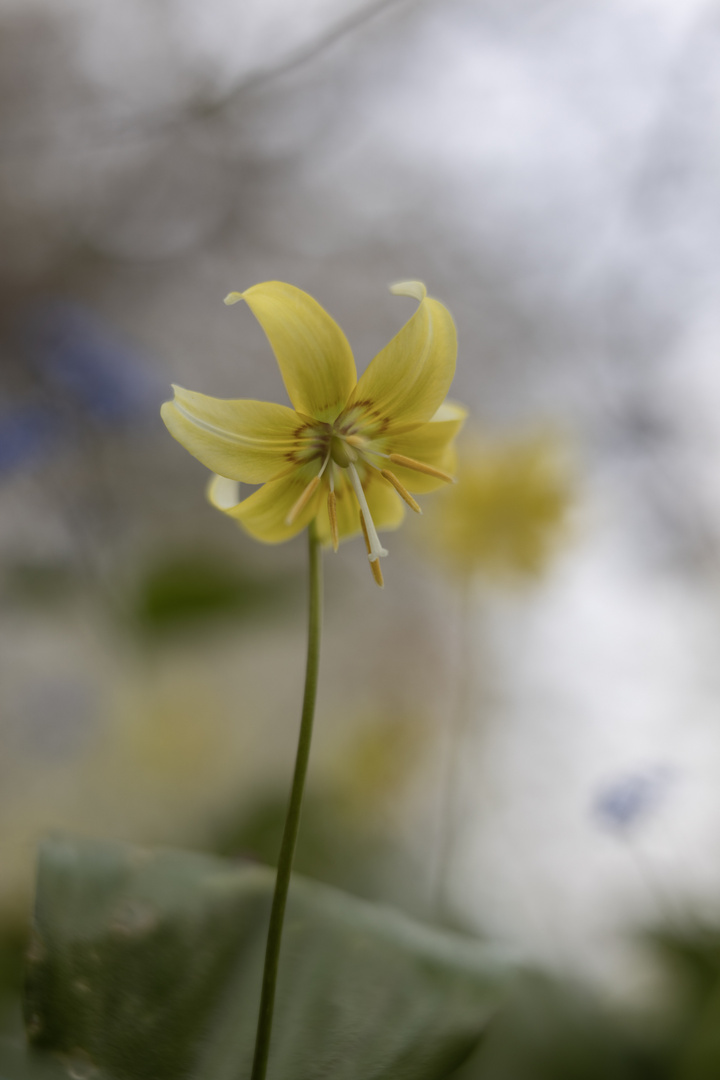 Blüte und Flecken