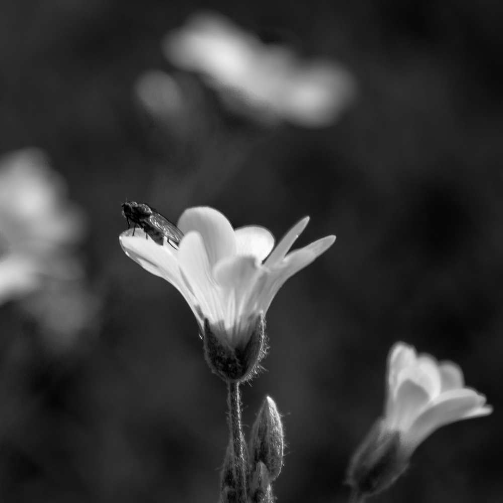 Blüte und Fliege