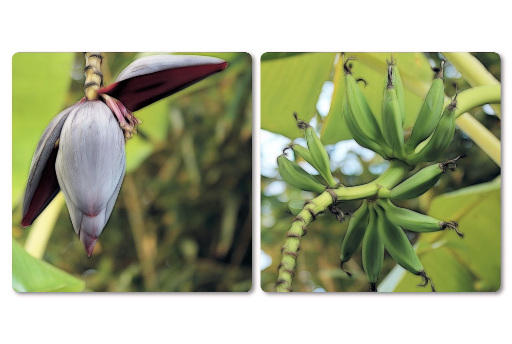 Blüte und Frucht