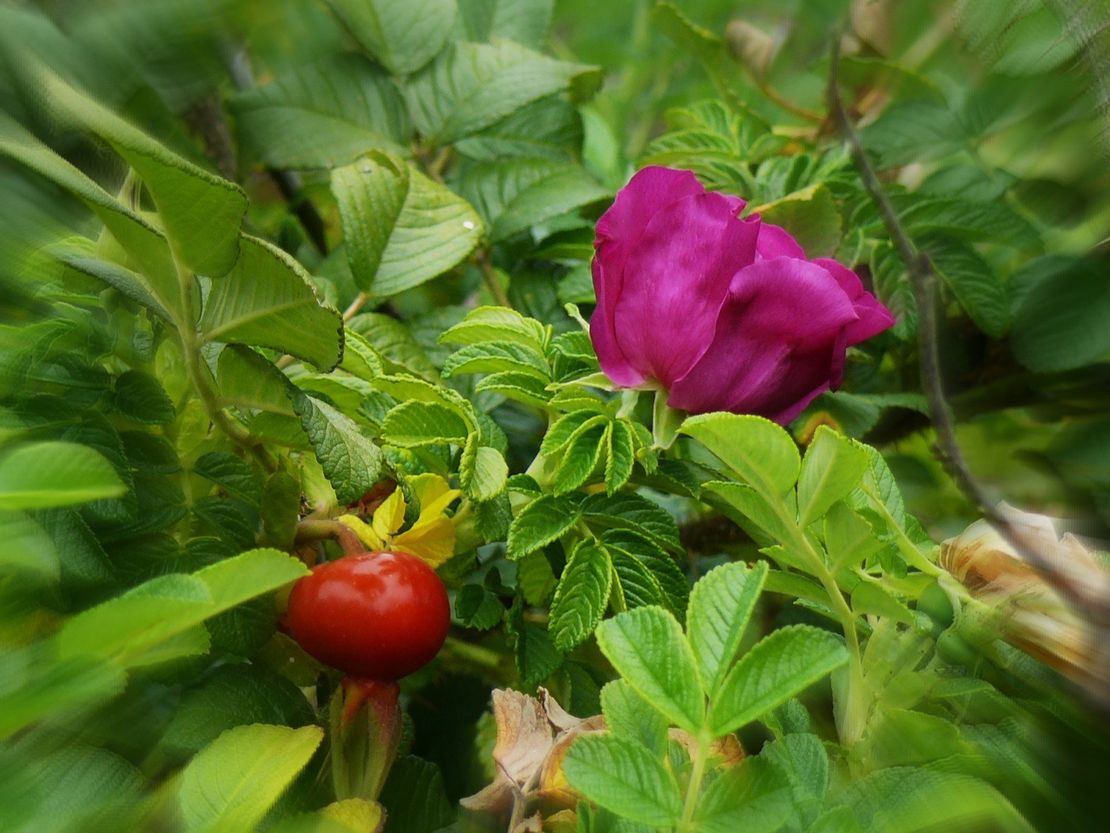 Blüte und Frucht