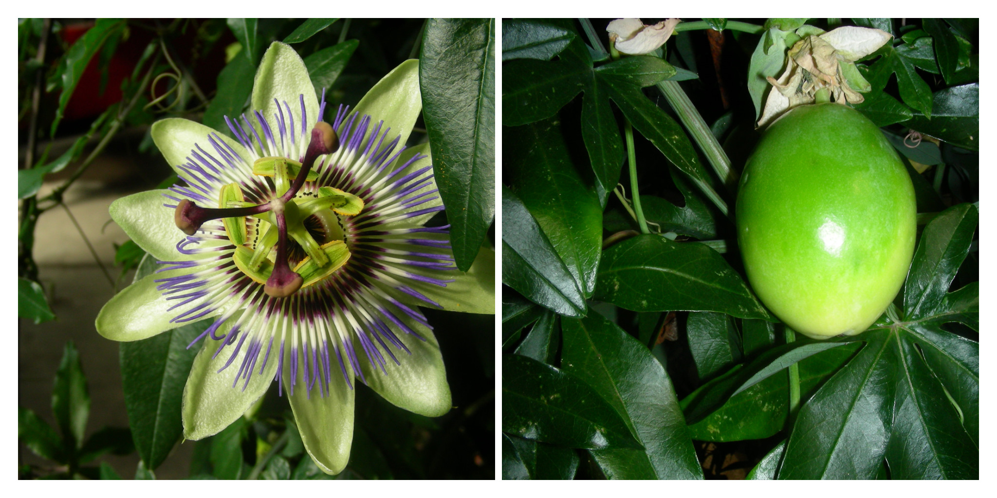 Blüte und Frucht