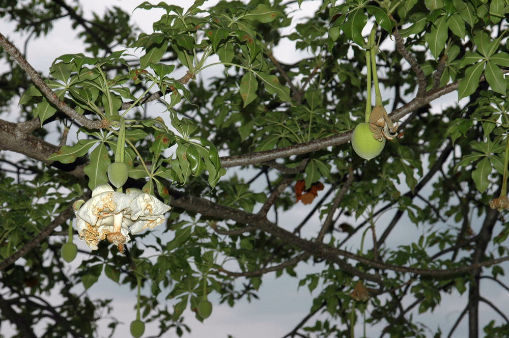 Blüte und Frucht des BAOBAB