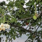 Blüte und Frucht des BAOBAB