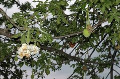 Blüte und Frucht des BAOBAB