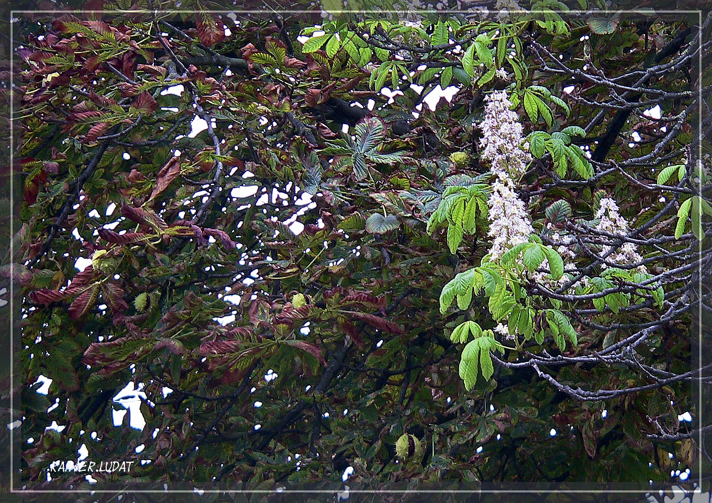 Blüte und Frucht