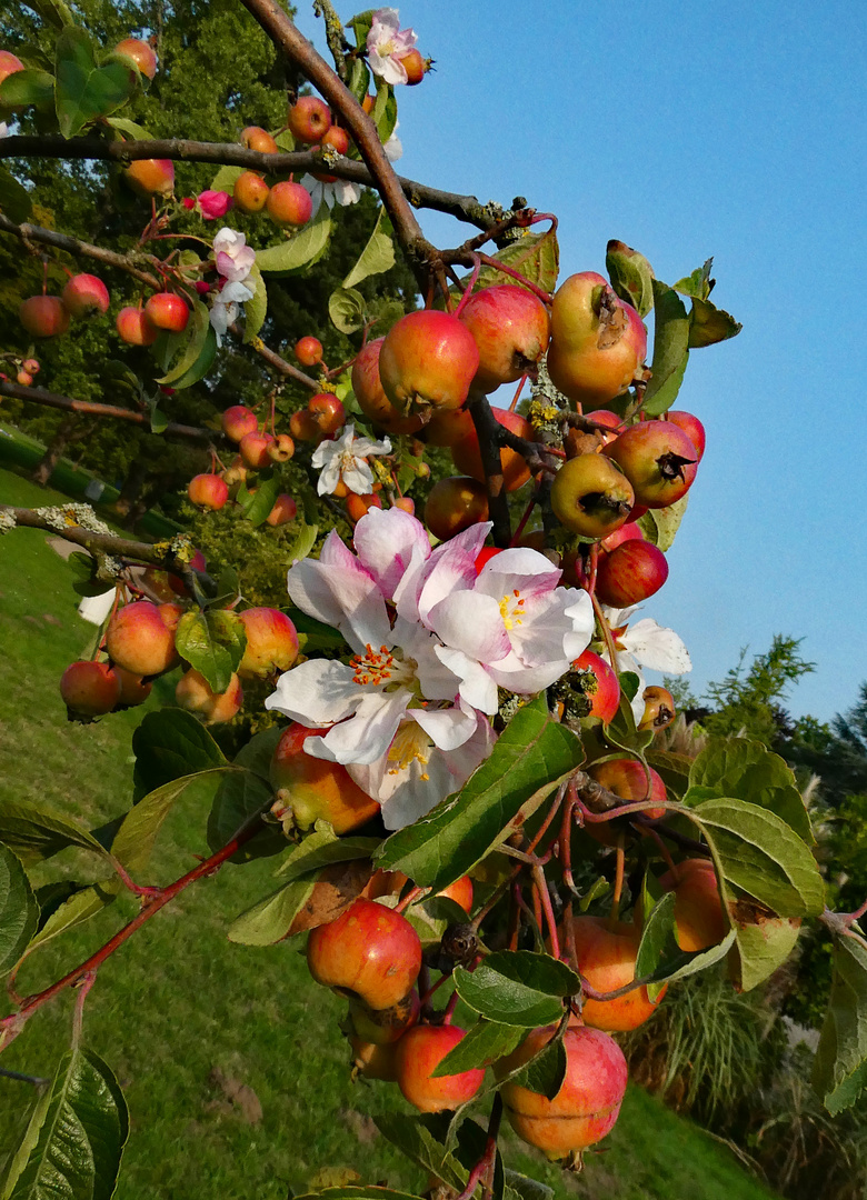 Blüte und Frucht