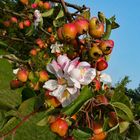 Blüte und Frucht