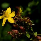 Blüte und Früchte des echten Johanniskraut