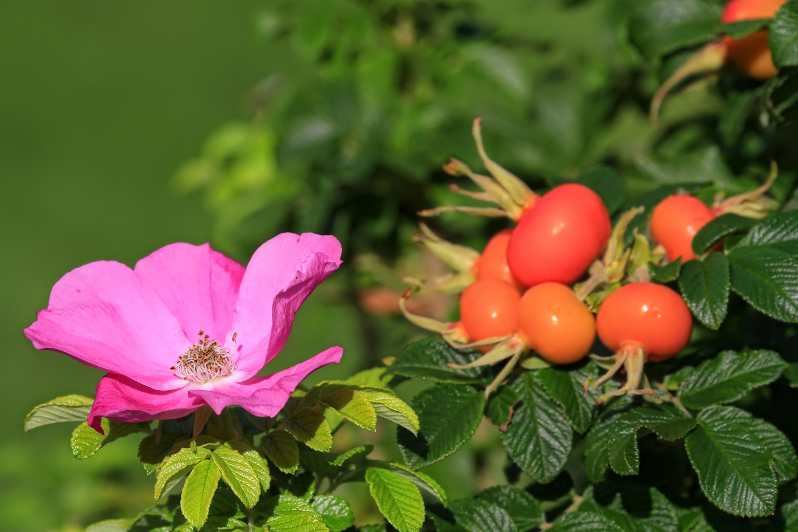 Blüte und Früchte zugleich