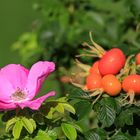 Blüte und Früchte zugleich