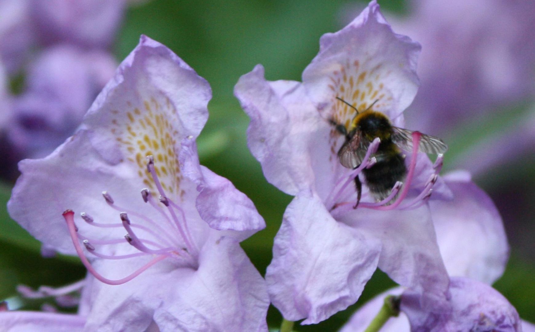 Blüte und Hummel