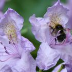 Blüte und Hummel