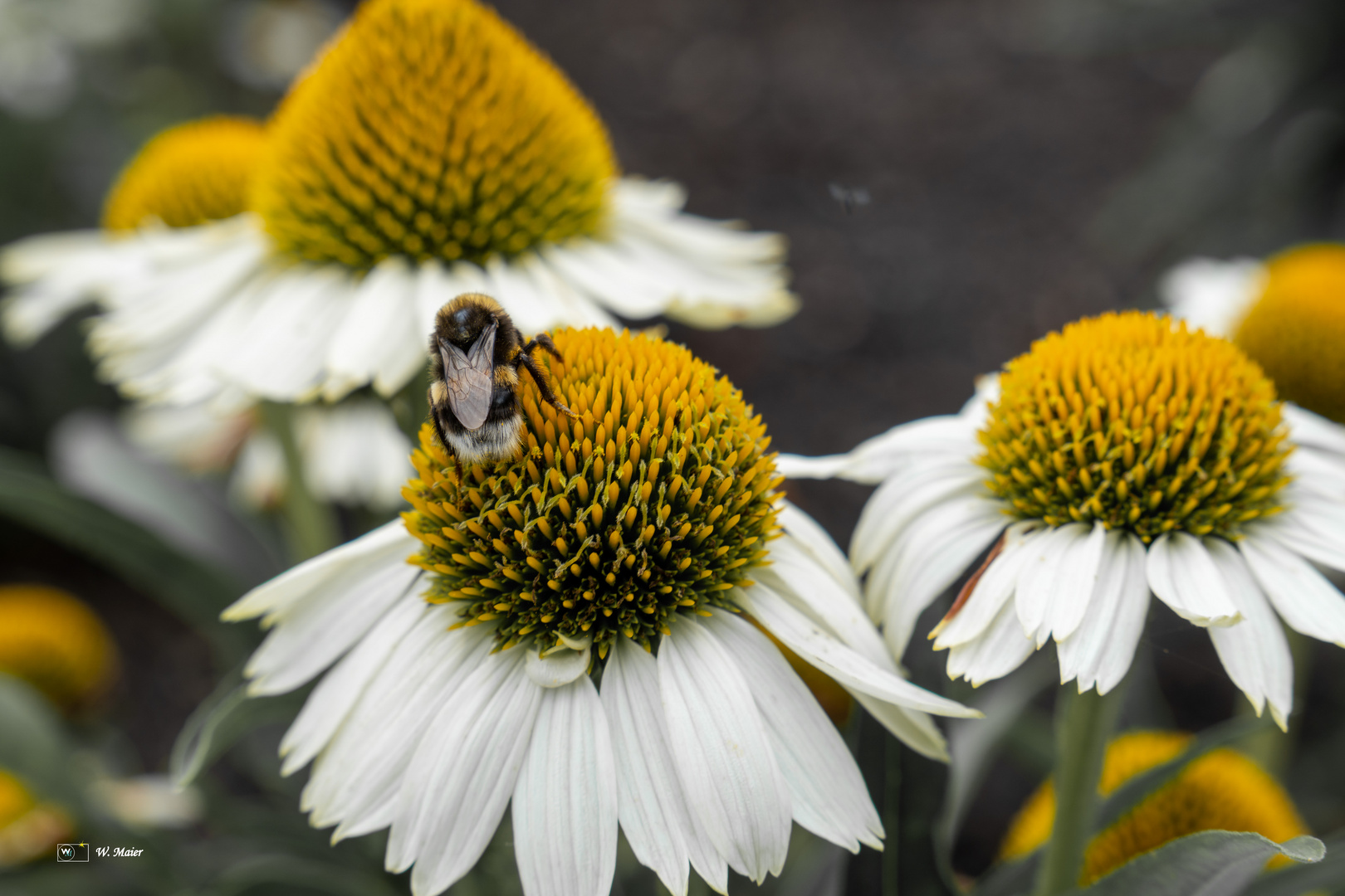 Blüte und Hummel im Partnerlook